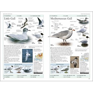 RSPB BIRDS OF BRITAIN AND EUROPE 4