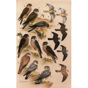 RAPTORS OF THE WORLD. A FIELD GUIDE 4