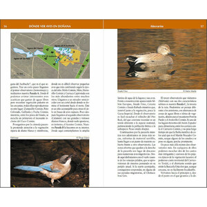 DÓNDE VER AVES EN DOÑANA 4