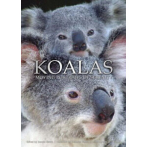 KOALAS MOVING PORTRAITS OF SERENITY