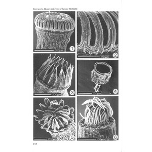 THE LIVERWORTS, MOSSES AND FERNS OF EUROPE 3