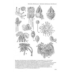 THE LIVERWORTS, MOSSES AND FERNS OF EUROPE 5