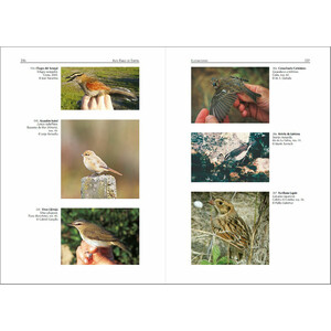 AVES RARAS DE ESPAÑA. UN CATÁLOGO DE ESPECIES DE PRESENTACIÓN OCASIONAL 3