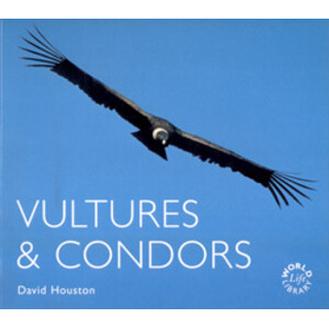 VULTURES &AMP; CONDORS