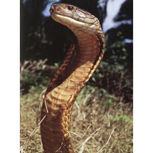 VENOM. POISONOUS CREATURES IN THE NATURAL WORLD 5
