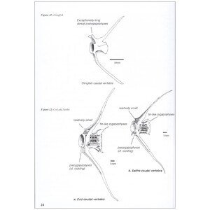 A GUIDE TO THE IDENTIFICATION OF PREY REMAINS IN OTTER SPRAINT_1