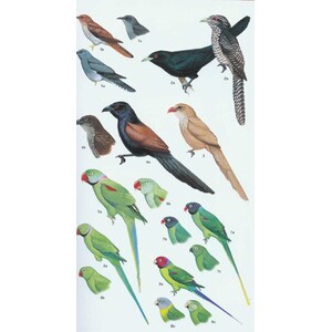 HELM FIELD GUIDE TO THE BIRDS OF PAKISTAN 3