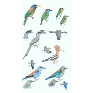 HELM FIELD GUIDE TO THE BIRDS OF PAKISTAN 5