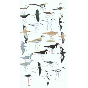 HELM FIELD GUIDE TO THE BIRDS OF PAKISTAN 6
