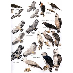HELM FIELD GUIDES. BIRDS OF PERU_1