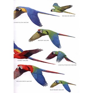 HELM FIELD GUIDES. BIRDS OF PERU 3