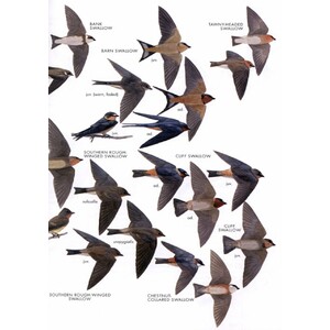 HELM FIELD GUIDES. BIRDS OF PERU 4