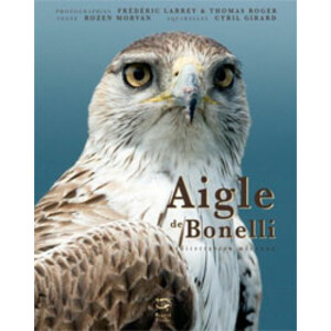 AIGLE DE BONELLI. MEDITERRANEEN MECONNU