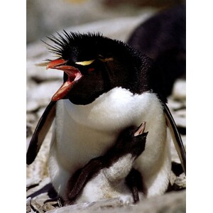 PENGUINS OF THE WORLD_1