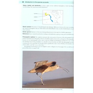 SHOREBIRDS OF THE NORTHERN HEMISPHERE 5