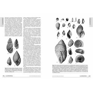 LOS INVERTEBRADOS FÓSILES (2 VOLÚMENES) 3