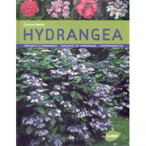 HYDRANGEA