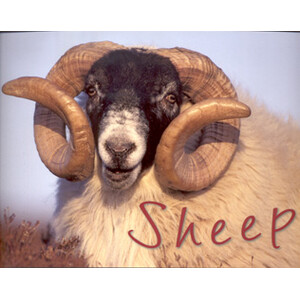 SHEEP