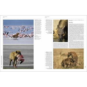 HANDBOOK OF THE MAMMALS OF THE WORLD. VOL. 1 CARNIVORES_1