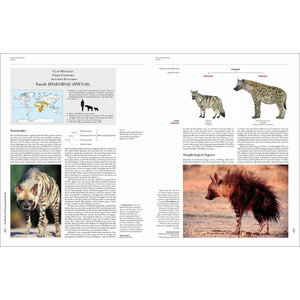HANDBOOK OF THE MAMMALS OF THE WORLD. VOL. 1 CARNIVORES 3