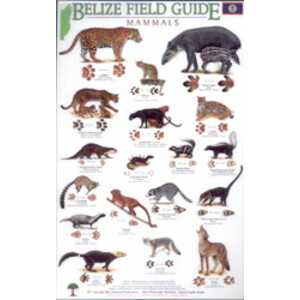 BELIZE FIELD GUIDE. MAMMALS_1