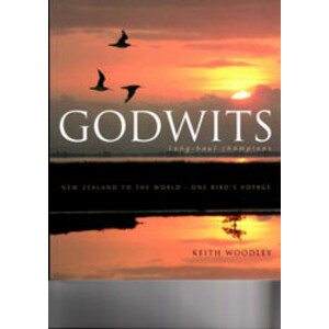GODWITS. LONG-HAUL CHAMPIONS
