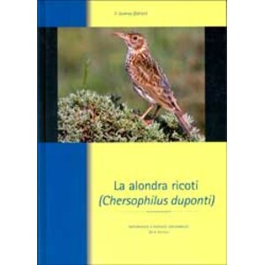 LA ALONDRA RICOTÍ (CHERSOPHILUS DUPONTI)