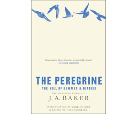 THE PEREGRINE