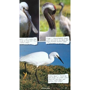 WATCHING WATERBIRDS WITH KATE HUMBLE 4