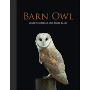 BARN OWL