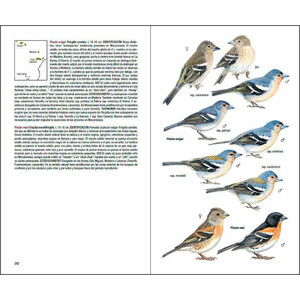 AVES DE MACARONESIA. AZORES, MADEIRA, ISLAS CANARIAS, CABO VERDE 2