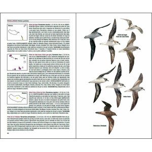 AVES DE MACARONESIA. AZORES, MADEIRA, ISLAS CANARIAS, CABO VERDE 4