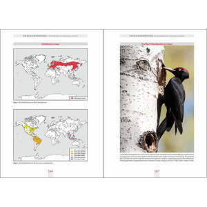 THE BLACK WOODPECKER_1