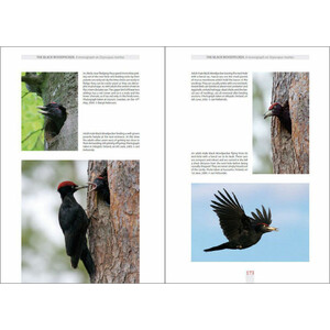THE BLACK WOODPECKER 3