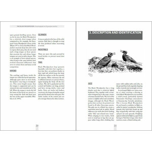 THE BLACK WOODPECKER 4
