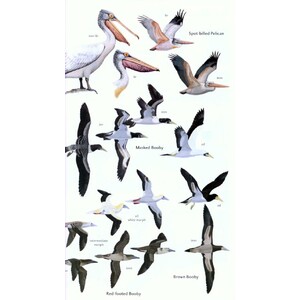 HELM FIELD GUIDES. BIRDS OF SRI LANKA 3