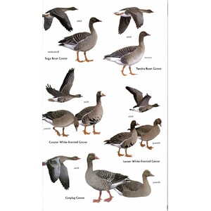 HELM FIELD GUIDES. BIRDS OF CENTRAL ASIA 3