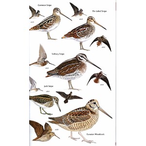 HELM FIELD GUIDES. BIRDS OF CENTRAL ASIA 4