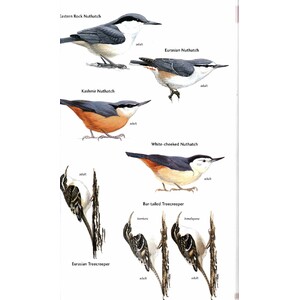 HELM FIELD GUIDES. BIRDS OF CENTRAL ASIA 5
