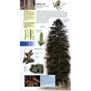 TREES OF BRITAIN AND EUROPE 4