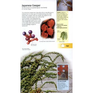TREES OF BRITAIN AND EUROPE 5