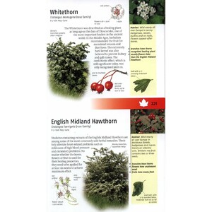 TREES OF BRITAIN AND EUROPE 6