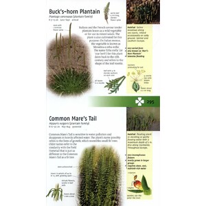 WILD FLOWERS OF BRITAIN AND EUROPE 3