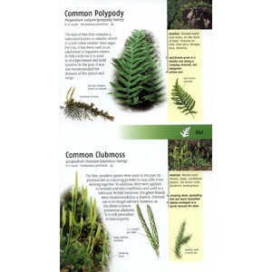 MEDICINAL PLANTS OF BRITAIN AND EUROPE_1
