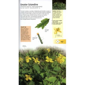 MEDICINAL PLANTS OF BRITAIN AND EUROPE 4