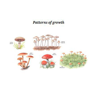 COLLINS FUNGI GUIDE. THE MOST COMPLETE FIELD GUIDE TO THE MUSHROOMS AND TOADSTOOLS OF BRITAIN AND EUROPE 3