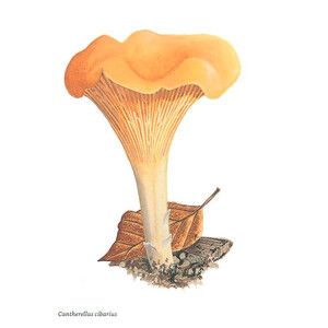COLLINS FUNGI GUIDE. THE MOST COMPLETE FIELD GUIDE TO THE MUSHROOMS AND TOADSTOOLS OF BRITAIN AND EUROPE 4
