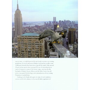 PEREGRINE FALCON 3