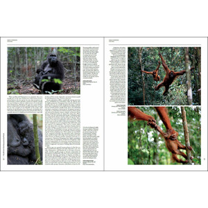 HANDBOOK OF THE MAMMALS OF THE WORLD. VOL. 3 PRIMATES_1