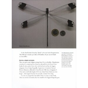 DRAGONFLY_1